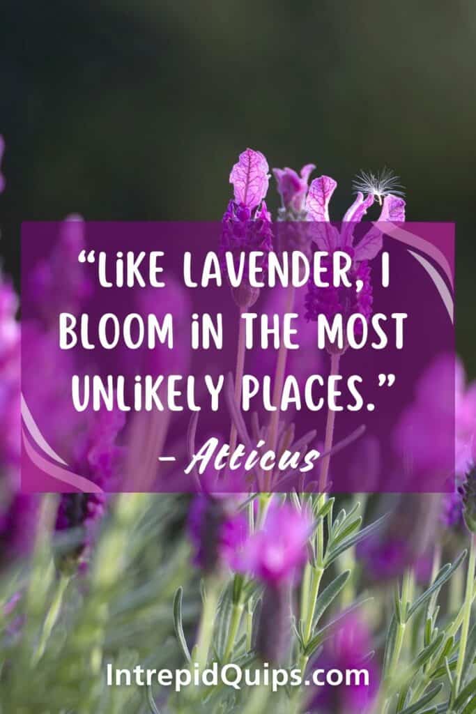 Lavender Quotes