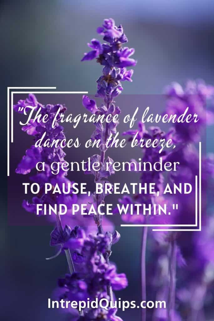 Lavender Quotes